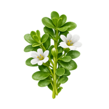 Plante bacopa monnieri