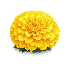 Fleur de tagète